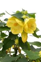 Abutilon