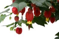 Abutilon