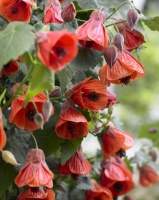Abutilon