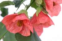 Abutilon