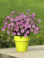 Anisodontea