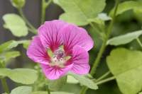 Anisodontea