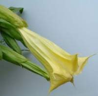 Brugmansia