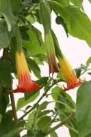 Brugmansia
