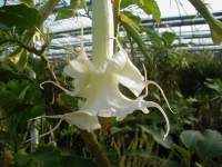 Brugmansia