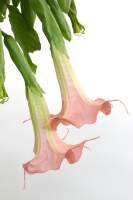 Brugmansia