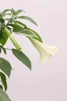Brugmansia