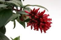 Cestrum