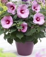 Hibiscus