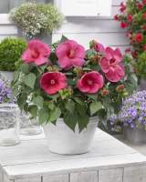 Hibiscus