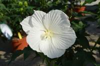 Hibiscus