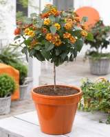 Lantana