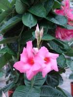 Mandevilla