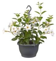 Mandevilla