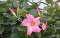 Mandevilla