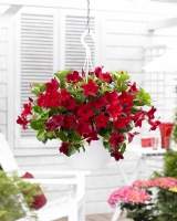 Mandevilla