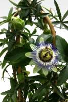 Passiflora