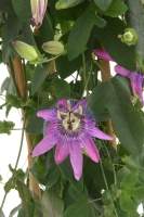 Passiflora