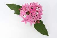 Pentas