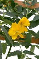 Senna