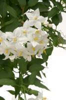 Solanum