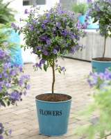 Solanum