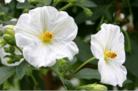 Solanum