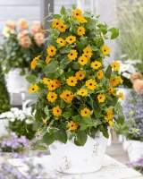Thunbergia