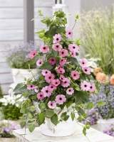 Thunbergia