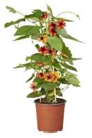 Thunbergia