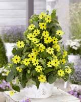 Thunbergia