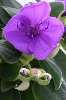Tibouchina